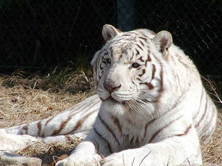 Gunma Safari Park