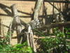 Lemur im Perth Zoo © Nandgate