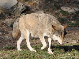 Wild- und Wanderpark Silz