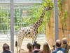 Tierpark Hellabrunn - Eröffnung der neuen Giraffensavanne