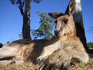 Lone Pine Koala Sanctuary