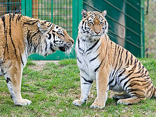 © Wildpark Lüneburger Heide