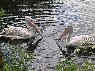 Vogelpark Avifauna