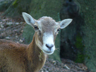 Wildpark Rolandseck