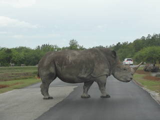 Lion Country Safari