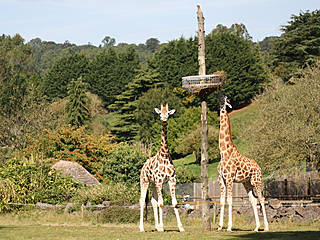 Paignton Zoo