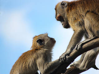 Givskud Zoo