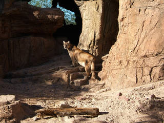 Arizona-Sonora Desert Museum