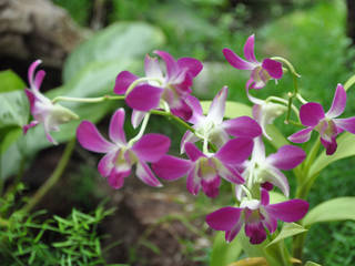 Queen Sirikit Botanic Garden