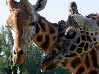 Greater Vancouver Zoo