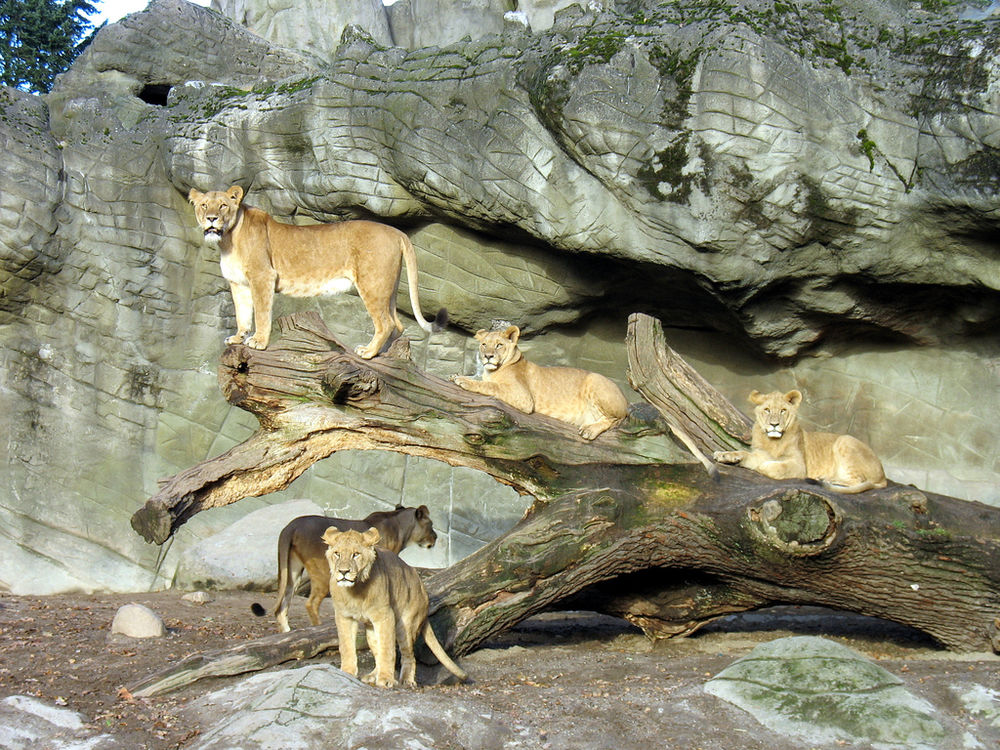 Tierpark Hagenbeck