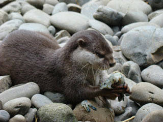 Brooklands Zoo