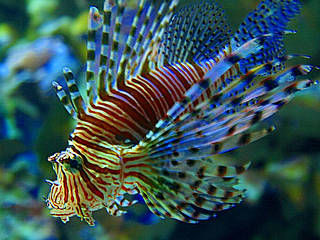 Tropen-Aquarium Hagenbeck