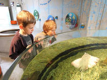 Rundbecken mit Rochen im "Meer für Kinder" © Johannes Maria Schlorke