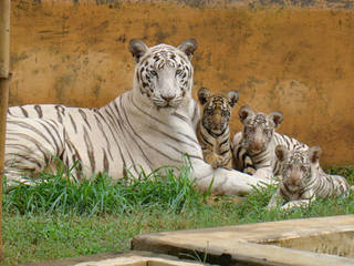 Nandankanan Zoological Park