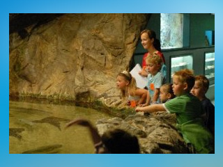 Zee Aquarium Bergen aan Zee