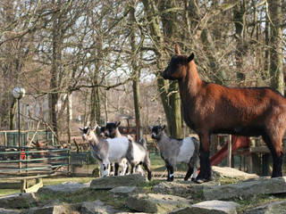 Eilenburger Tierpark