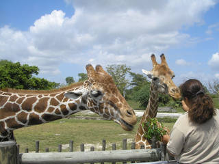 Miami MetroZoo