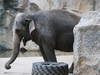 Der neue Elefanten-Park im Allwetterzoo