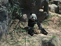 Panda im Atlanta Zoo. © Bensmcc