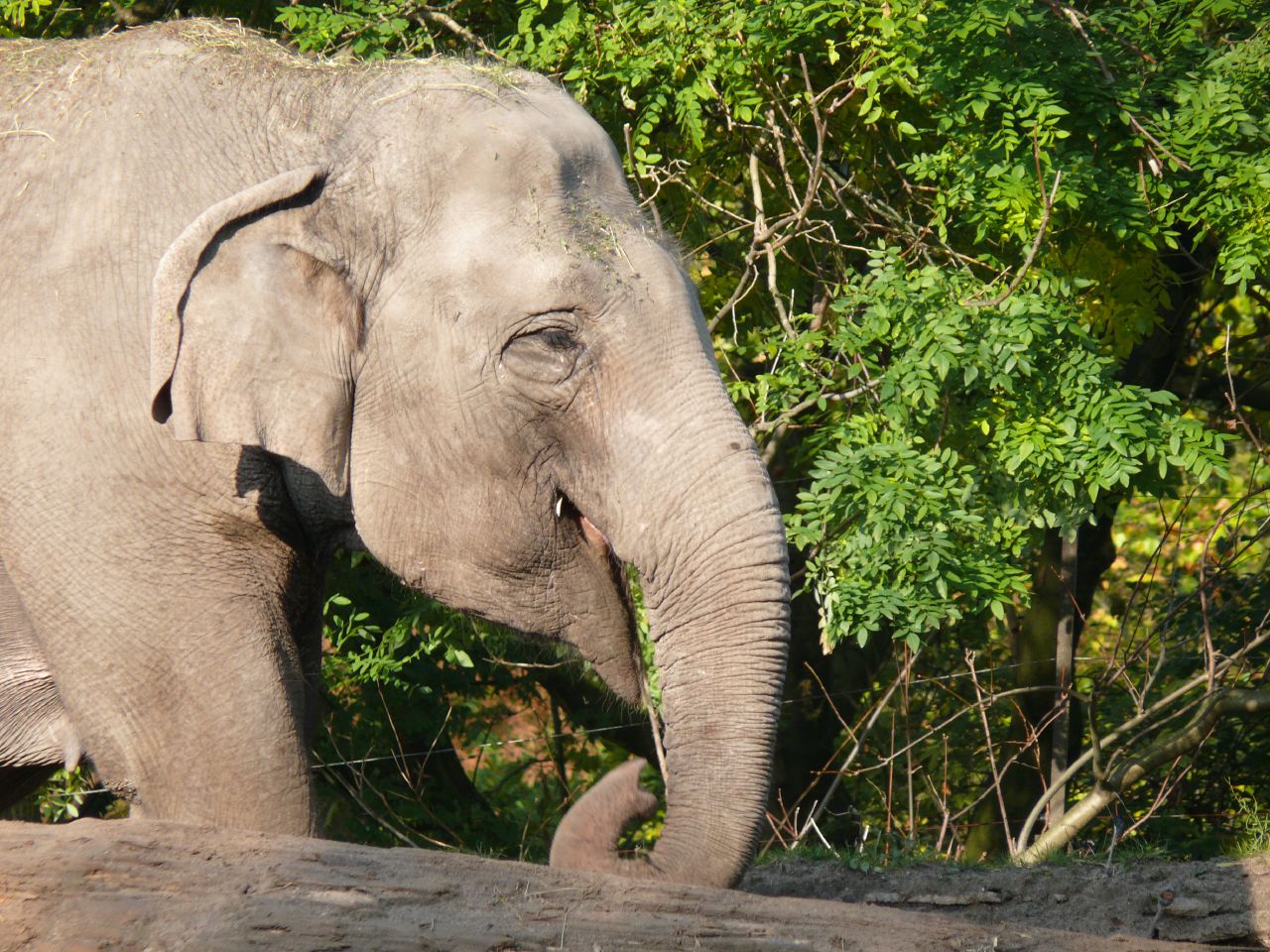 Rotterdam Zoo