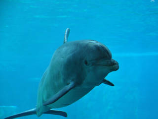 National Aquarium in Baltimore