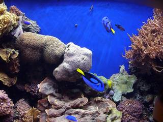 Monterey Bay Aquarium