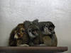 Lemur family at Lemur Duke Center © hanjeanwat