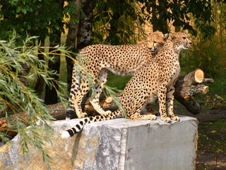 © Zoo Safaripark