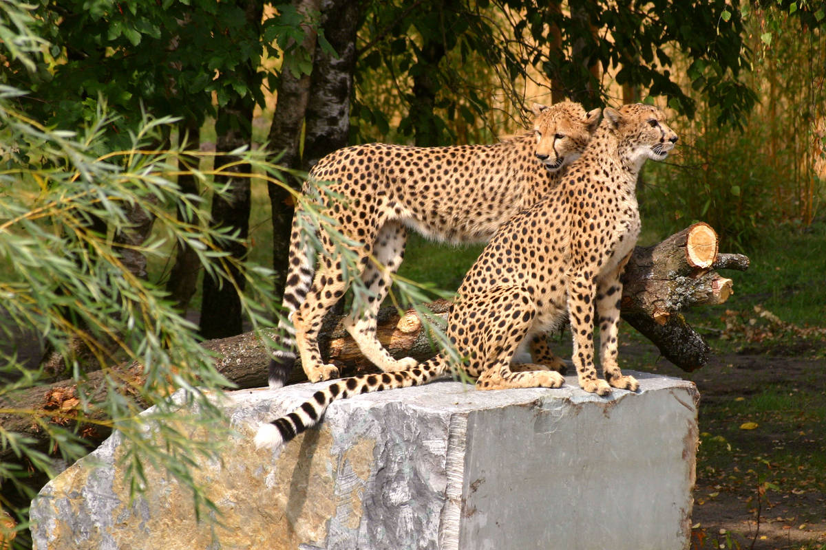 safari wildpark stukenbrock