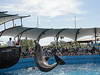 Delfinshow im Miami Seaquarium © osseous