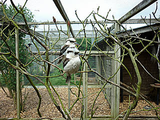 Hamerton Zoo Park