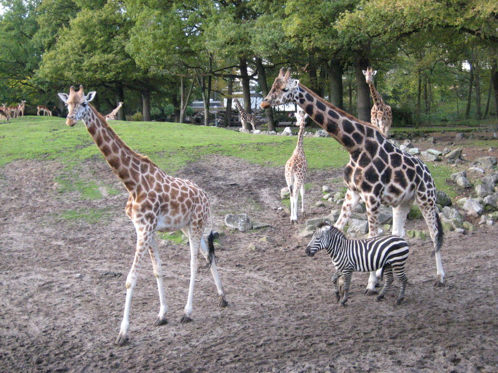 Zoo Emmen