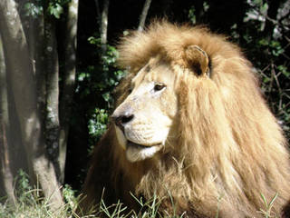 East London Zoological Gardens