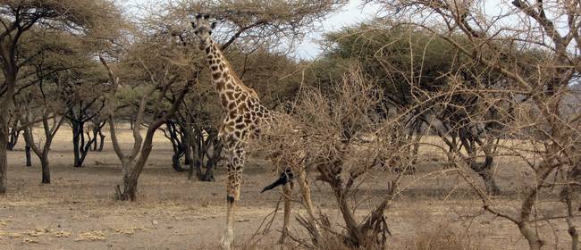 Ausflugsziele und Attraktionen in Afrika