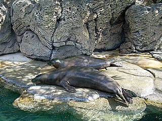 Waikiki Aquarium