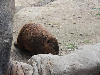 Buttonwood Park Zoo