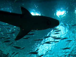 Nordsøen Oceanarium