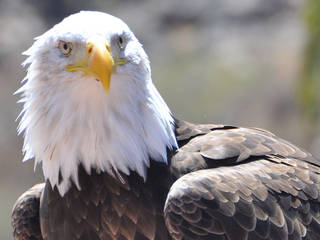 Greifvogelpark Katharinenberg