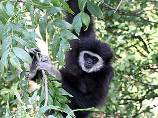 Gibbon im Salzburger Zoo. © Zoo Salzburg