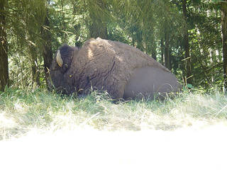 Northwest Trek Wildlife Park