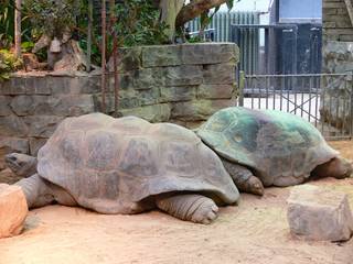 Artis Zoo