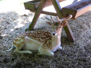 Hochwildpark Rheinland