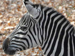 Zoo Neunkirchen