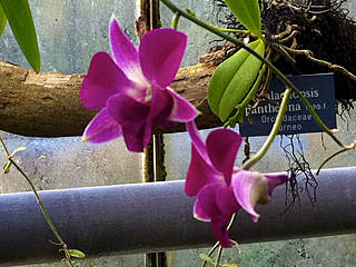 Orchideen im Botanischen Garten Bern. © nikoschwarz