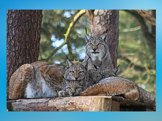 Wildpark Johannismühle