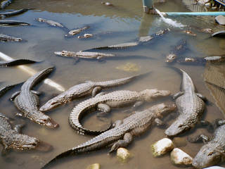 Colorado Gators Reptile Park