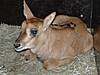Erste Rappenantilope geboren