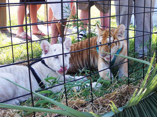 Alabama Gulf Coast Zoo