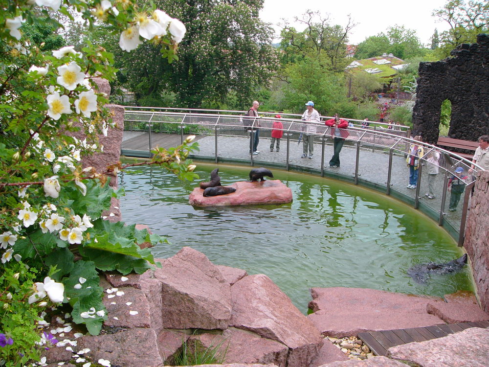 Seebärenanlage © Zoologischer Garten Halle